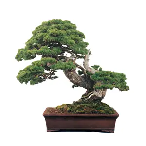 盆栽